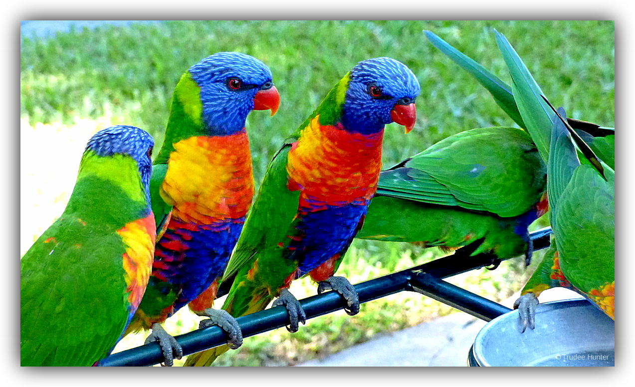 rsWMFEEDINGLORIKEETS.png