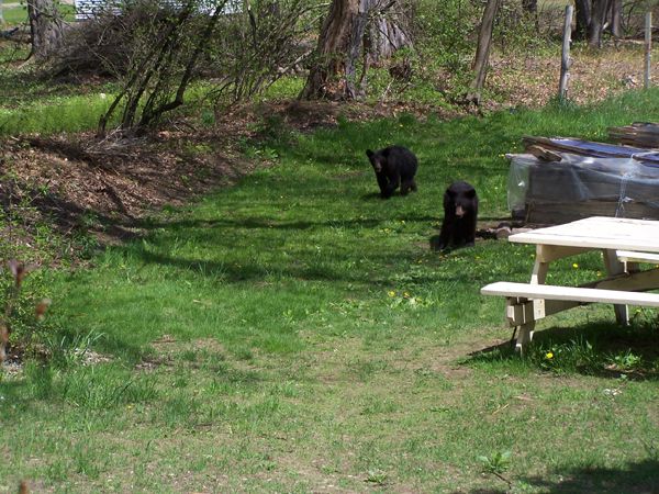 Bear and cubs8 crop May 2018.jpg