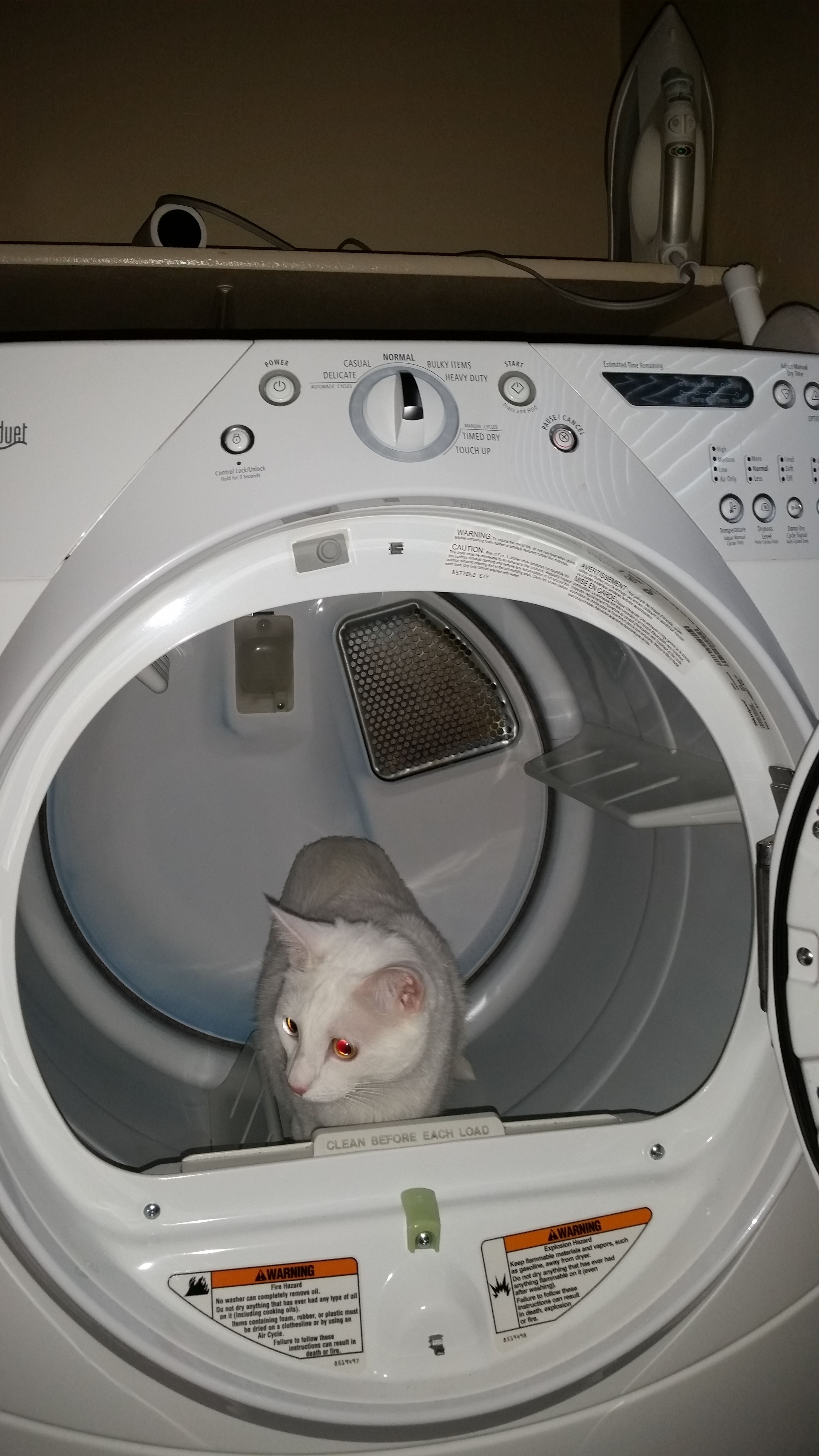 kitty dryer.jpg