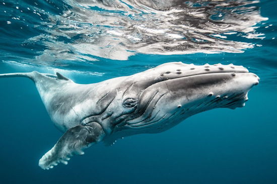 Whale Dick