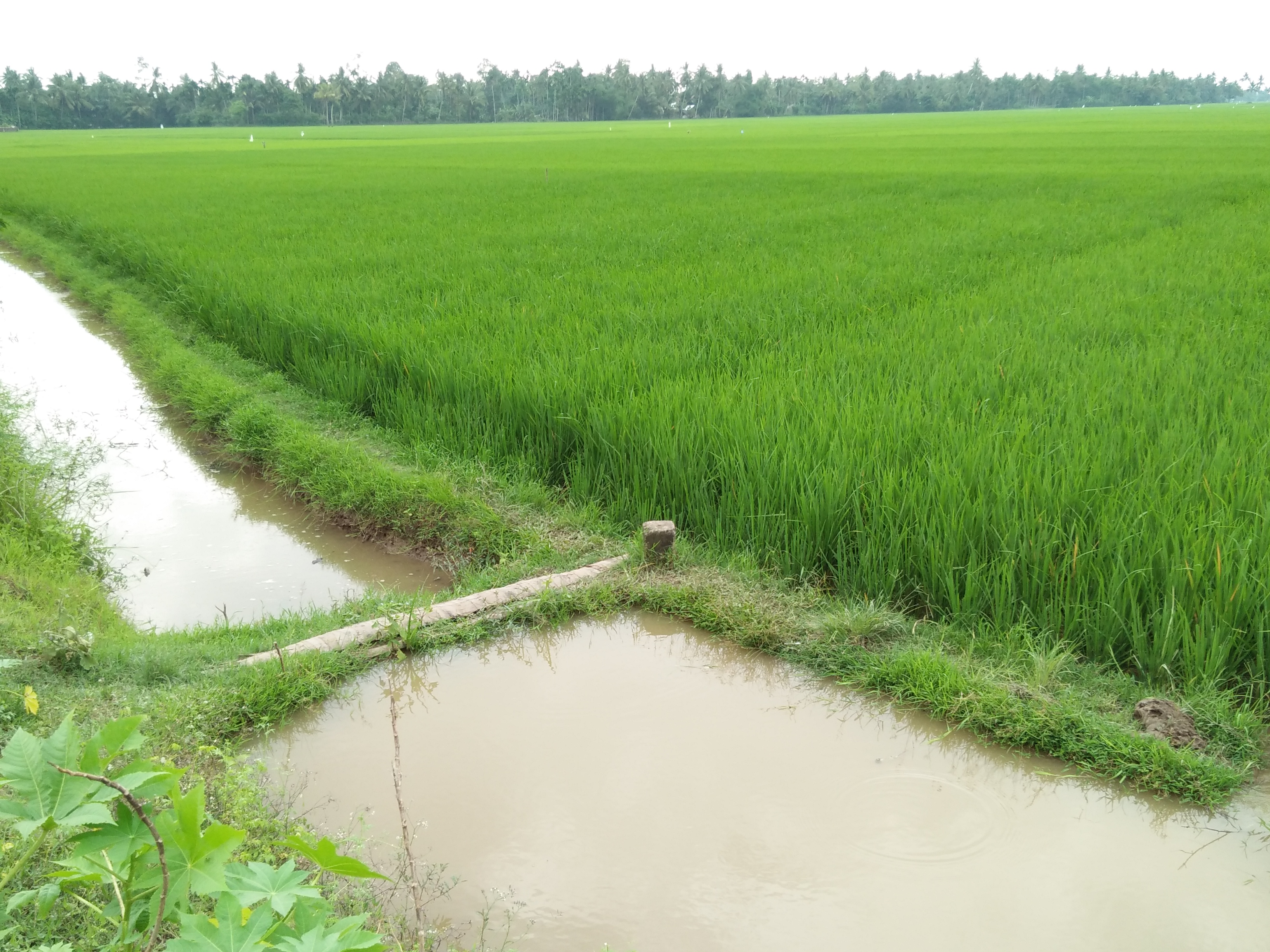 Proses Penanaman Padi Lengkap The Process Of Complete Rice Cultivation Steemit