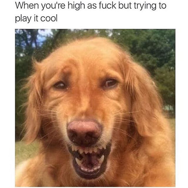 dog lit .jpg