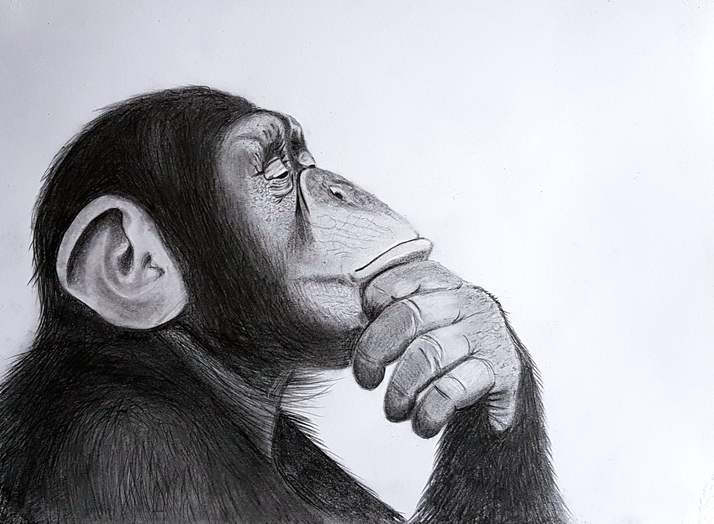 35+ Latest Realistic Chimpanzee Drawing Easy