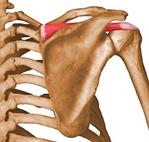 supraspinatus.jpg