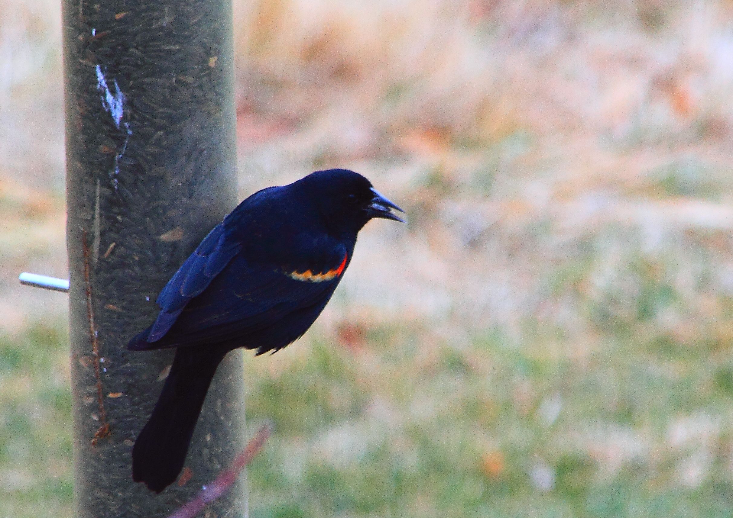 red-winged red winged blackbird PFW19-18sat.JPG