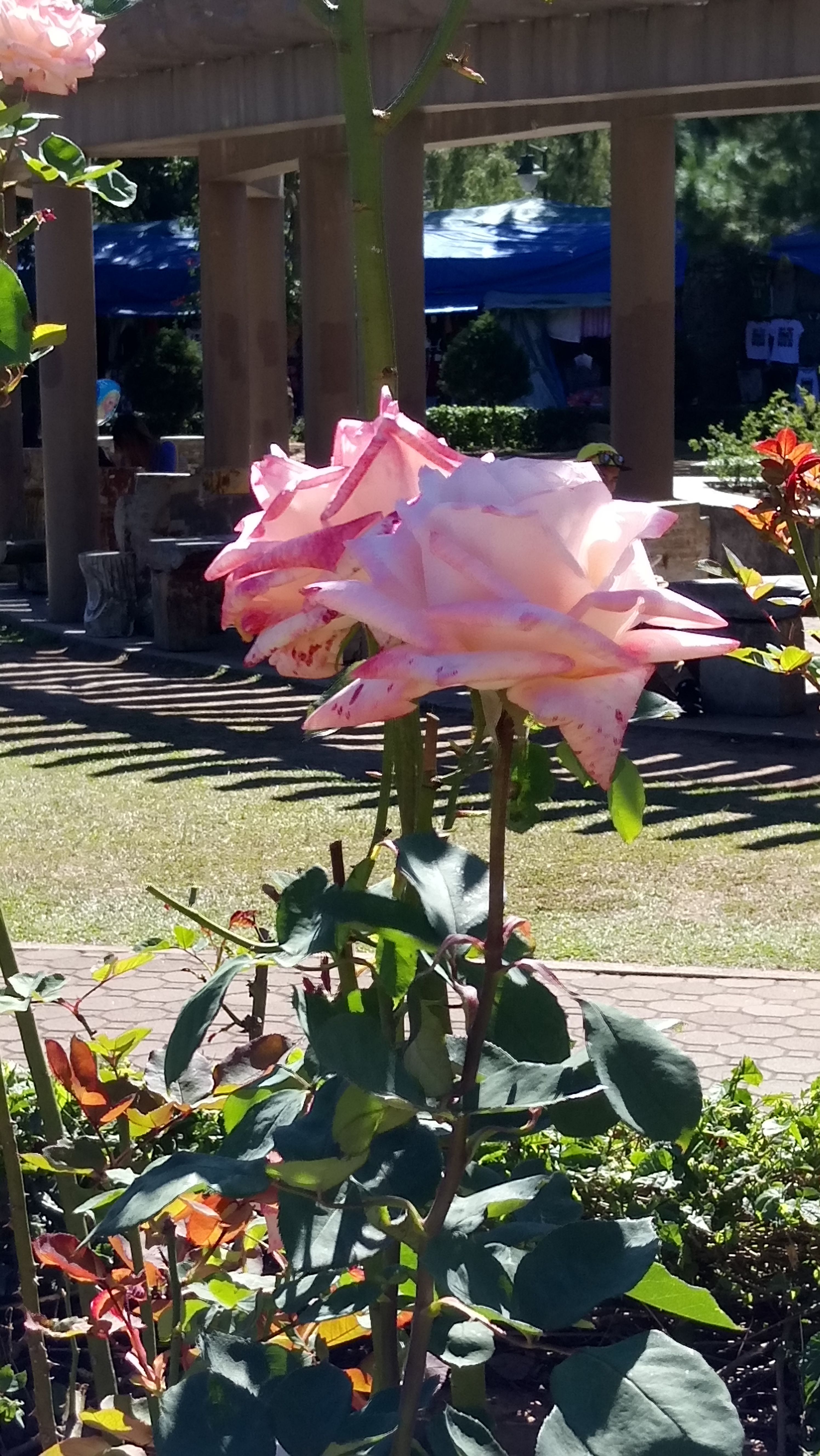 DSC_2279.JPG