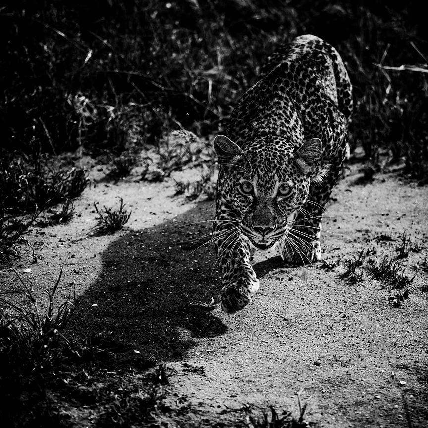 6662-Young_leopard_Tanzania_2015_Laurent_Baheux_xgaplus.jpg