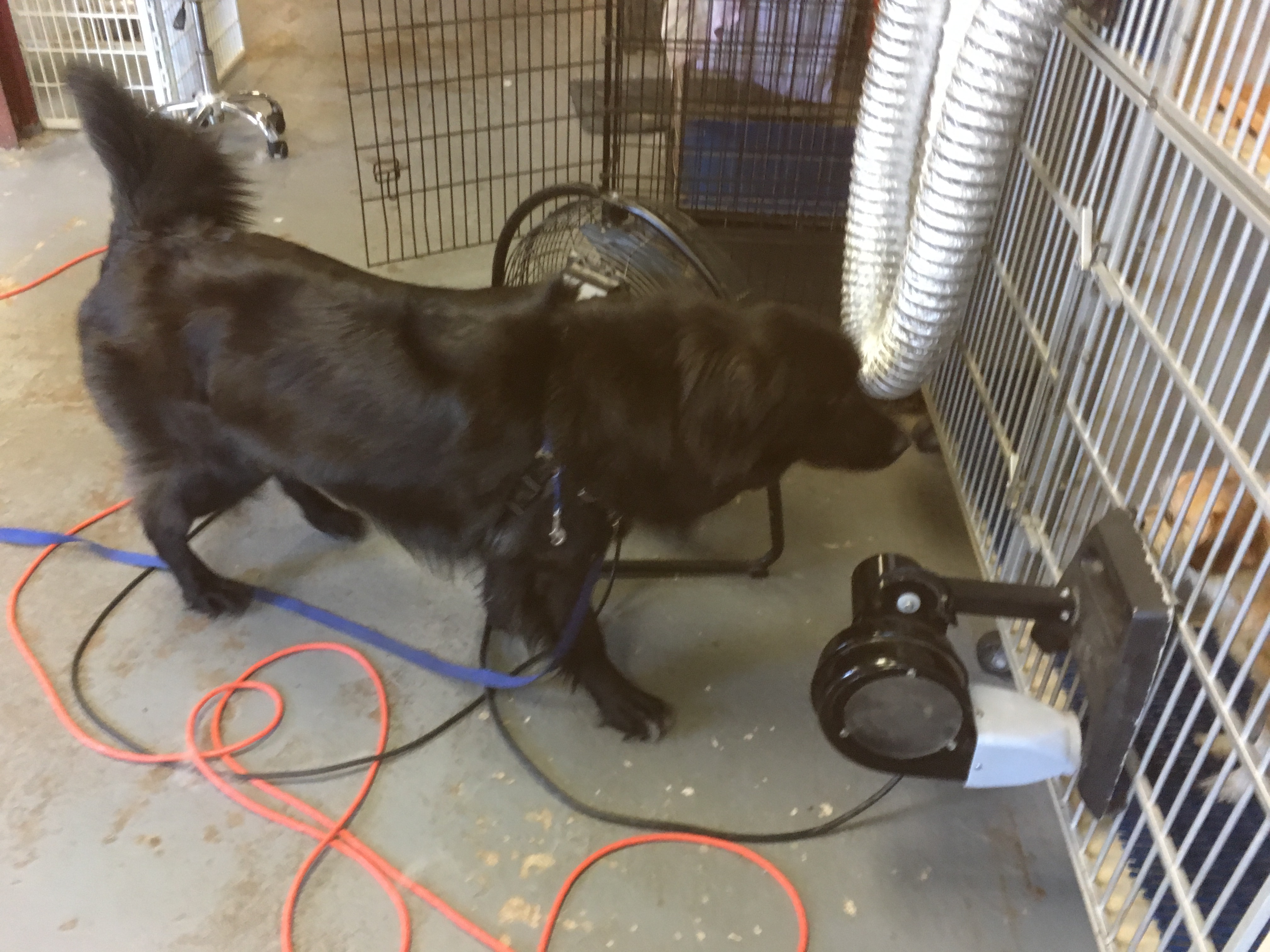 groomer 156.jpg
