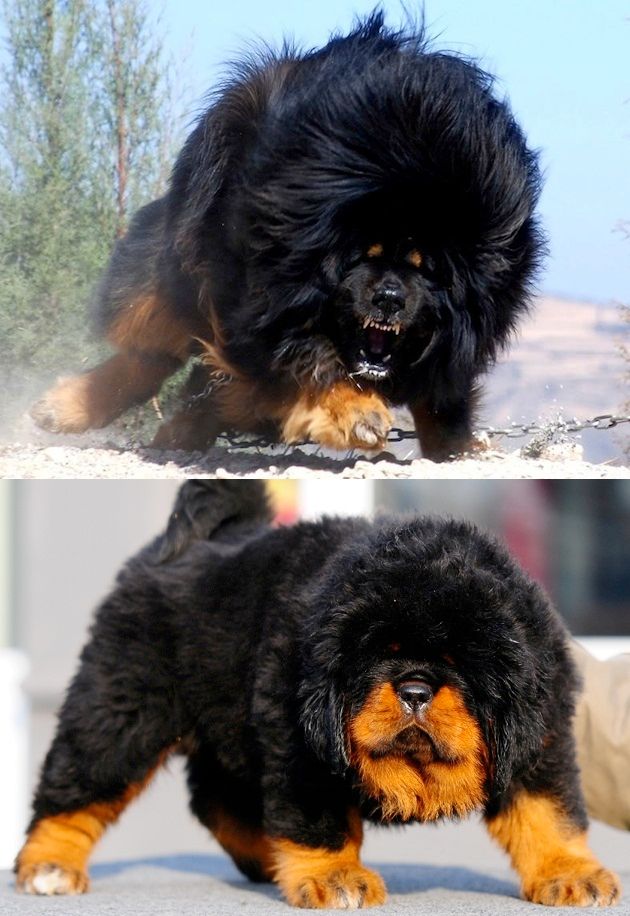 tibetan mastiff.jpg