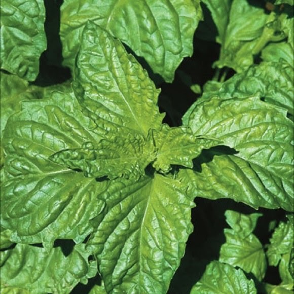 lettuceleafbasil.jpg