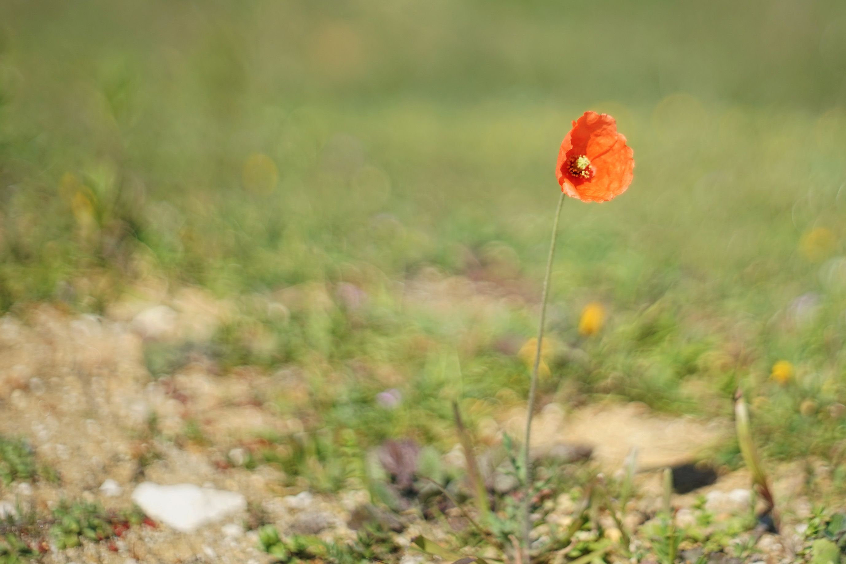 poppy flower bokeh 2.jpg