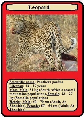 Card Leopard.jpg