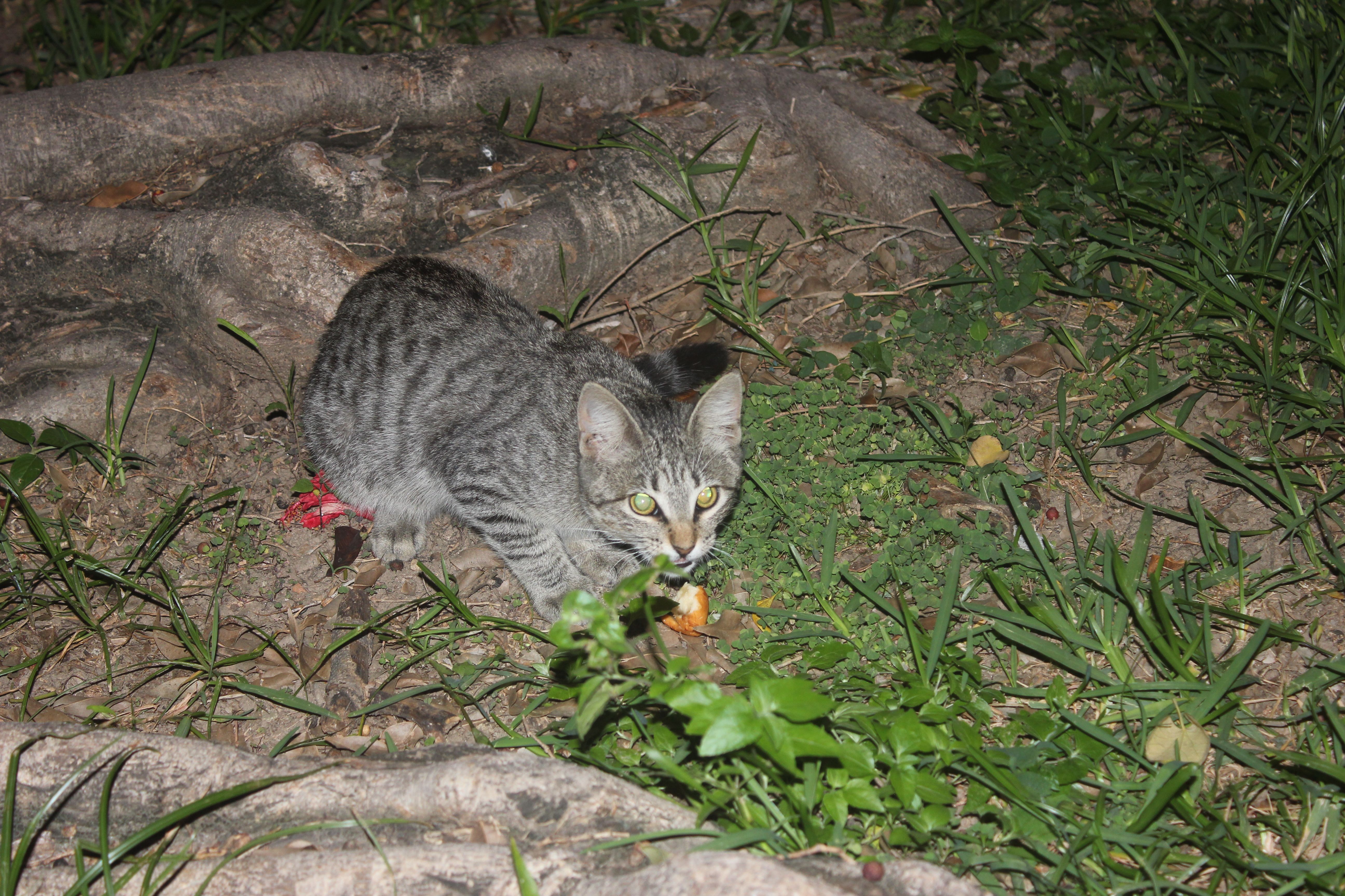 felix en su mejor pose.jpg
