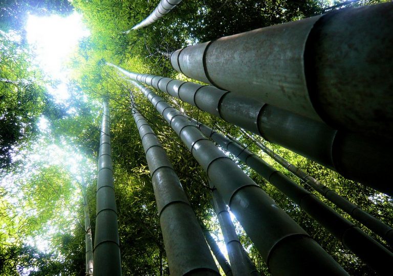 Sagano-Bamboo-Forest-Japan-768x540.jpg
