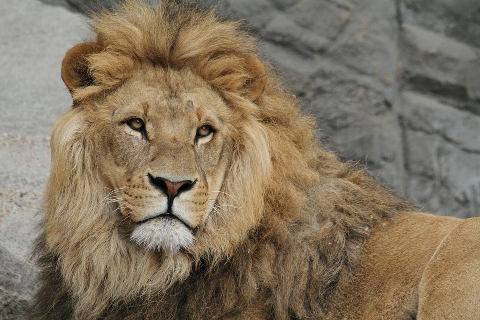 lion-989140_960_720.jpg