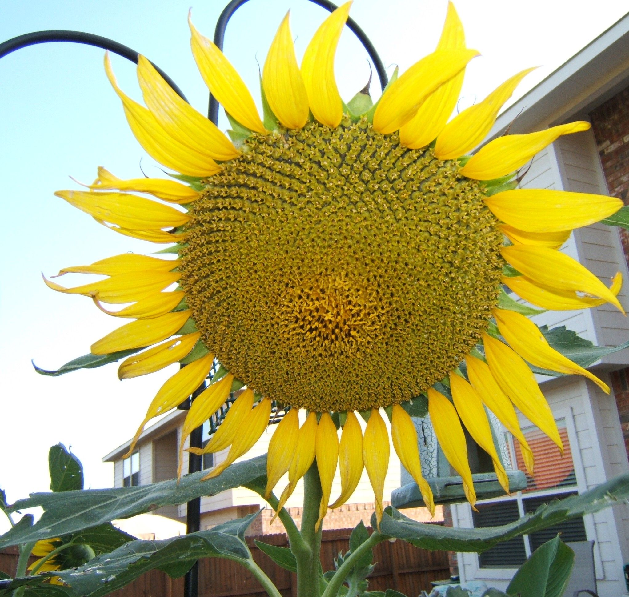 Sunflower croppped.jpg
