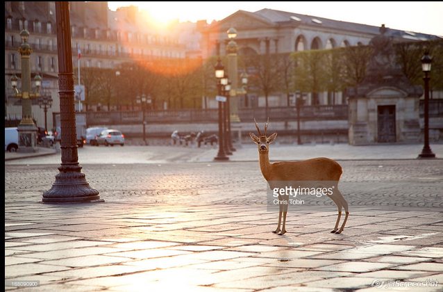 2018-03-08_18-37_Deer Standing At Place.jpg