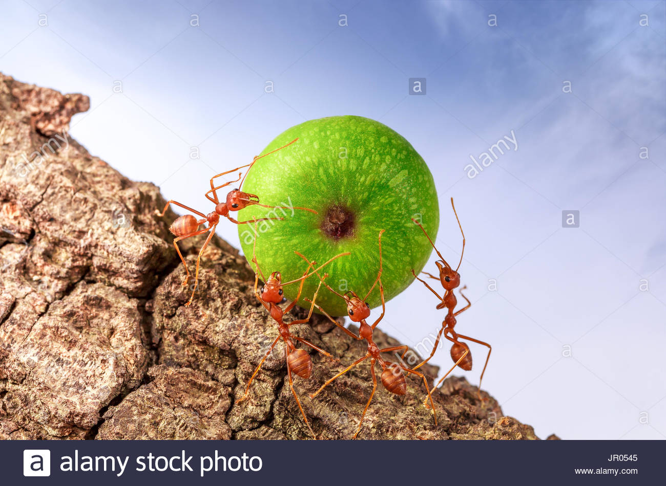 ants-carrying-food-together-teamwork-concept-JR0545.jpg