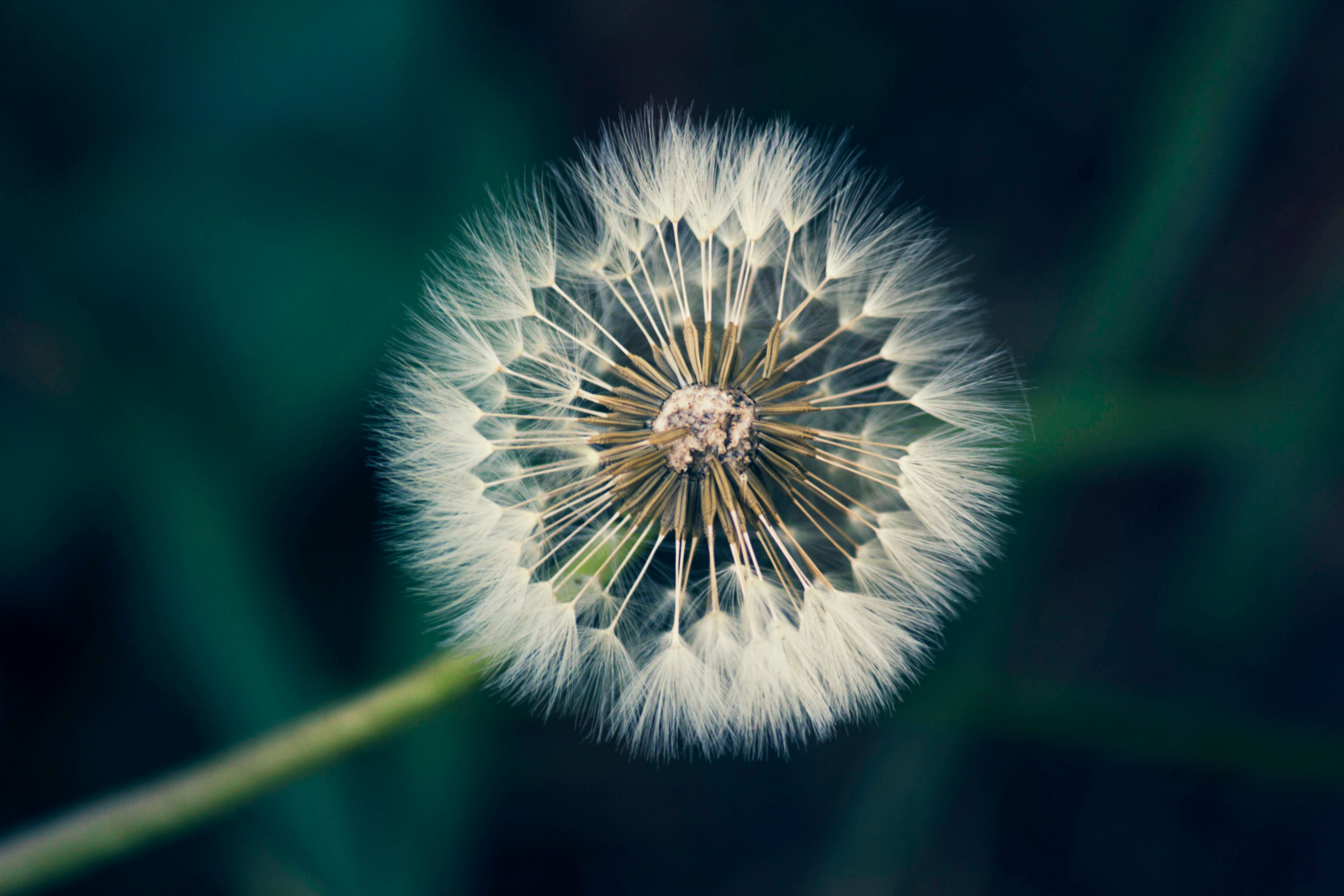 dandelion.jpg