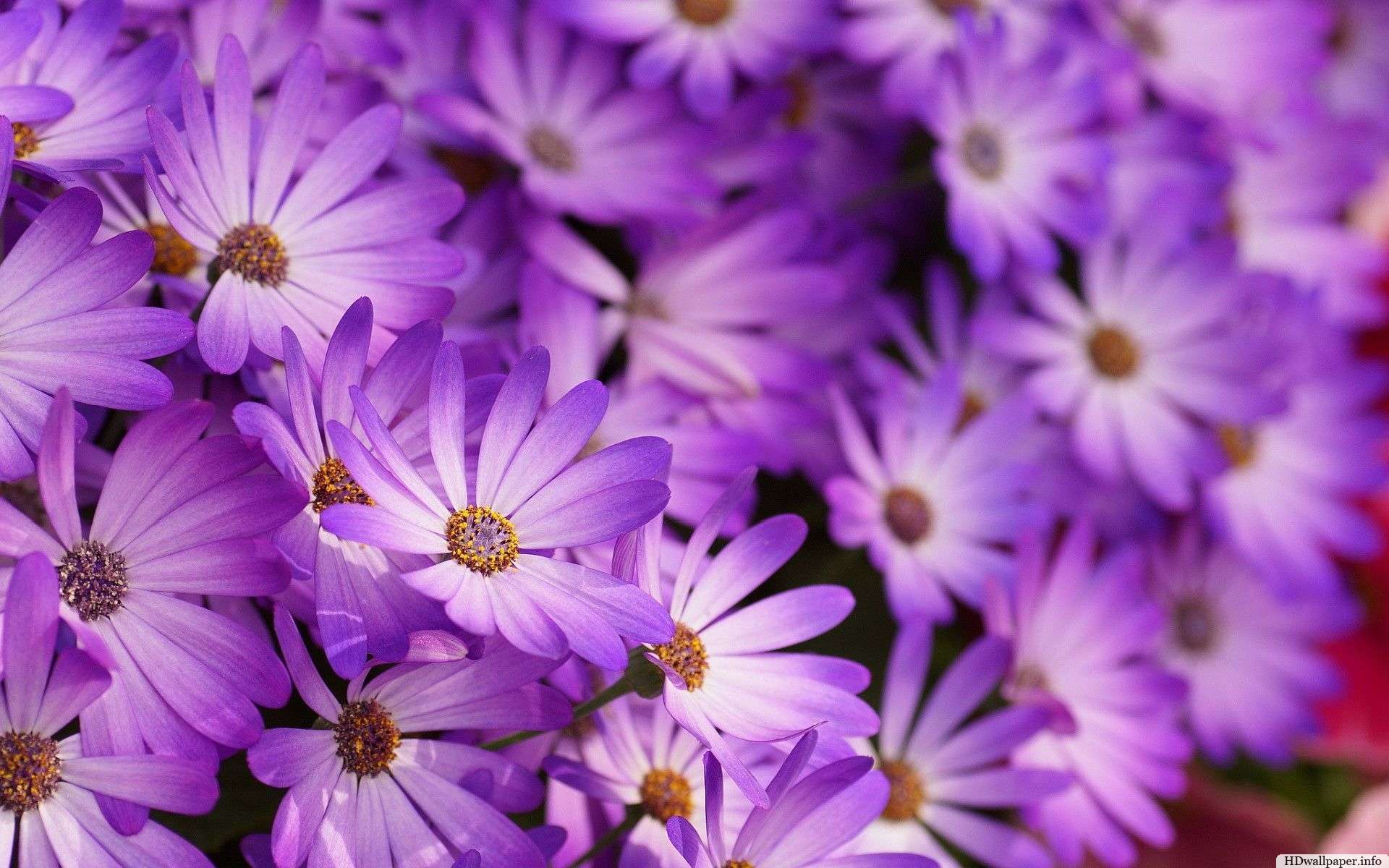 wallpapers-of-purple-flowers.jpg