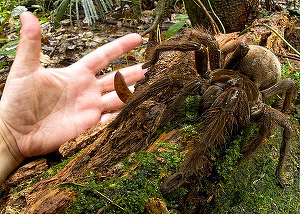 theraphosa-blondi.jpg