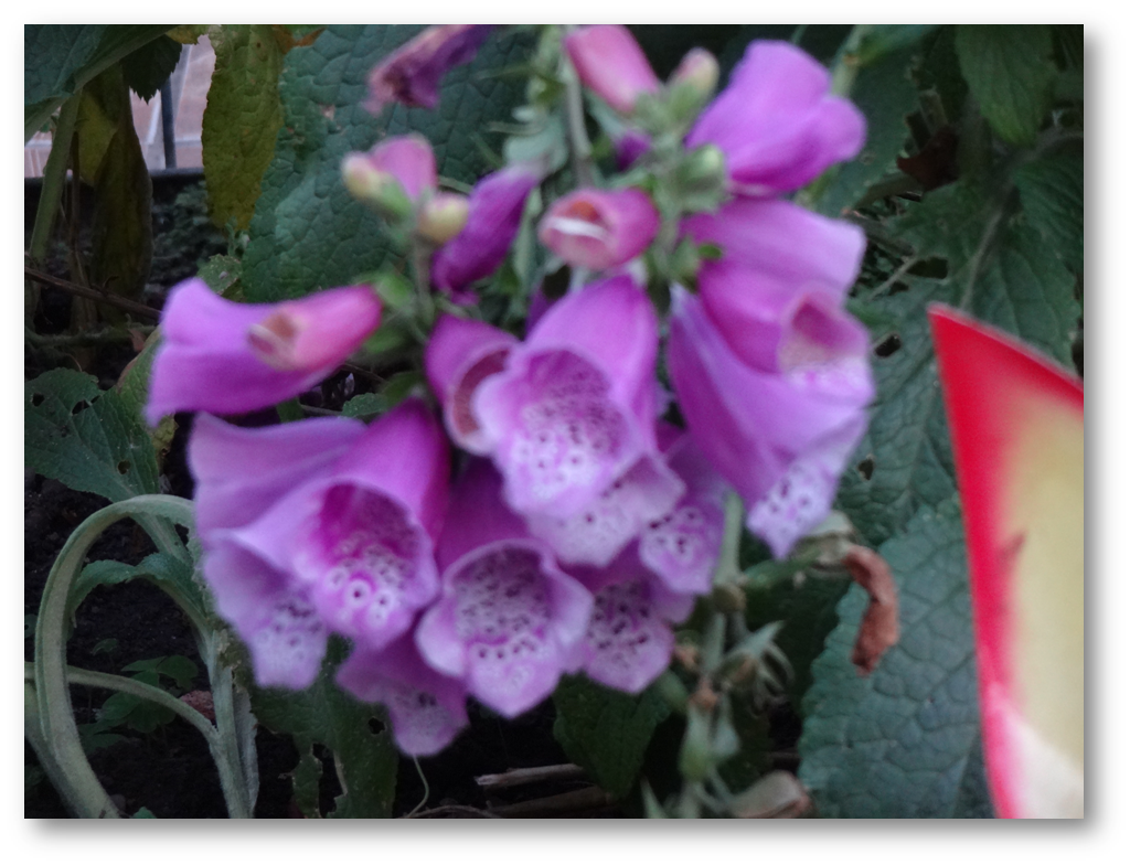 Foxglove 2年ごとに開花する植物 Steemit