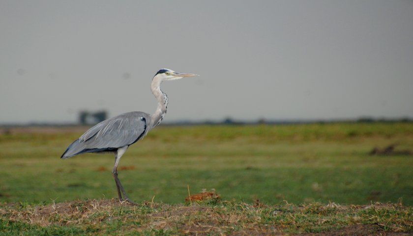 rsz_great_blue_heron_in_chobe_national_park_-_botswana_-_panoramio.jpg