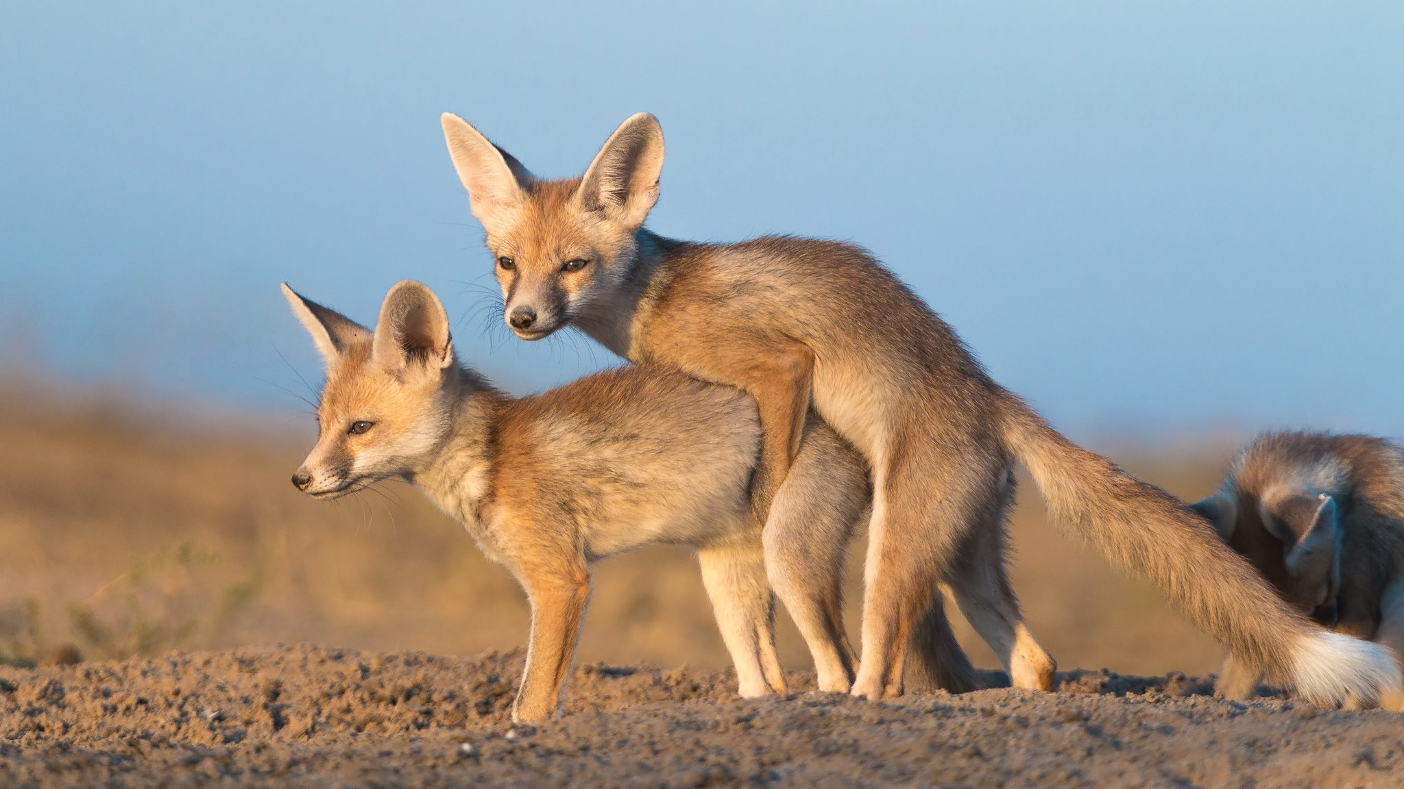 Desert_Fox_Pup_Mock_Mating (1).jpg