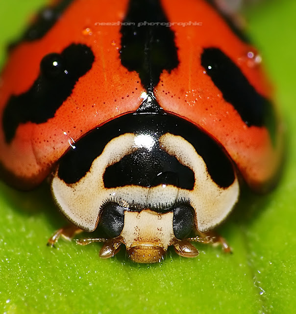 macro ladybird merah celoreng hitam kepala putih celoreng hitam.jpg