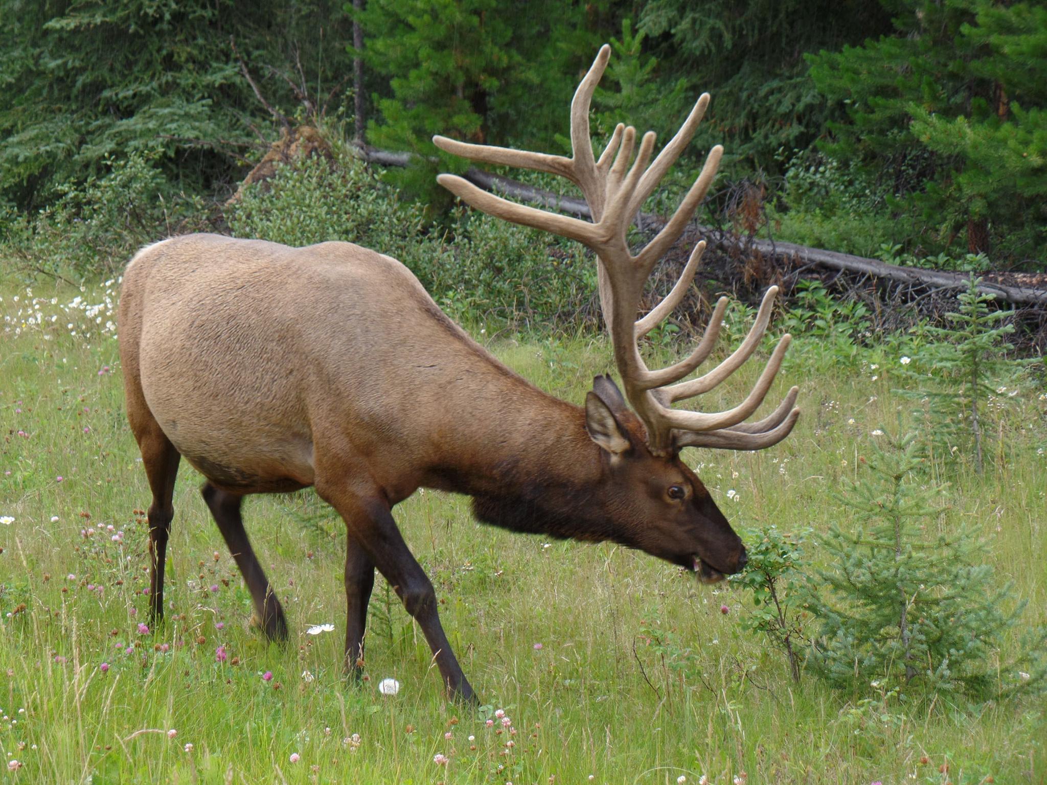 wild-animals-of-alberta-canada-steemit