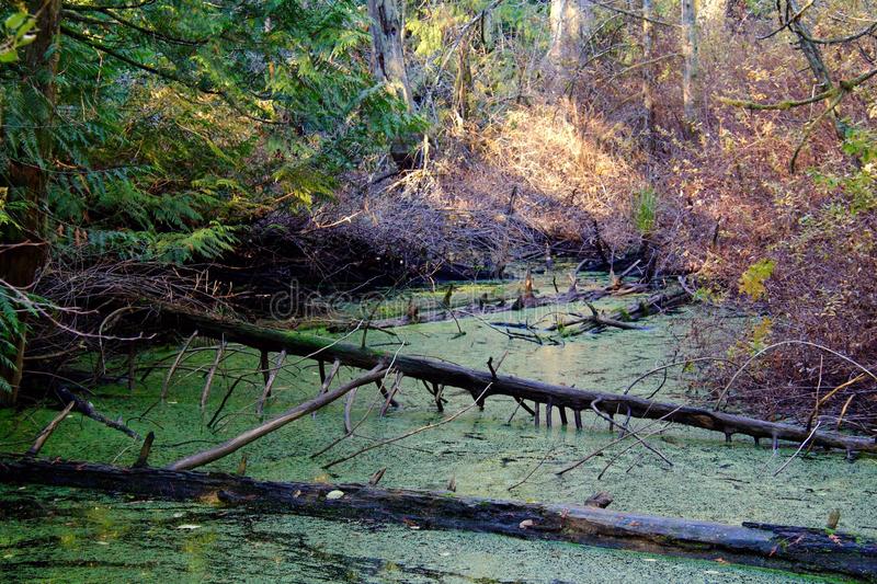 old-stagnant-pond-littered-fallen-trees-woods-bezanton-way-colwood-bc-canada-46697521.jpg