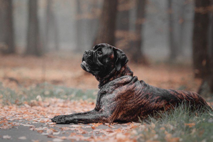 16-Bullmastiff.jpg