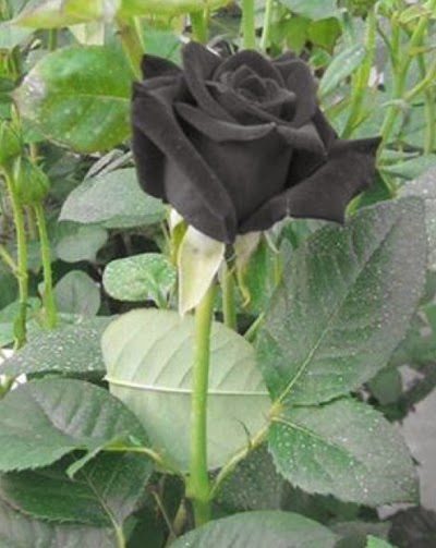 Las rosas negras de Hafelti - Únicas en el mundo — Steemit