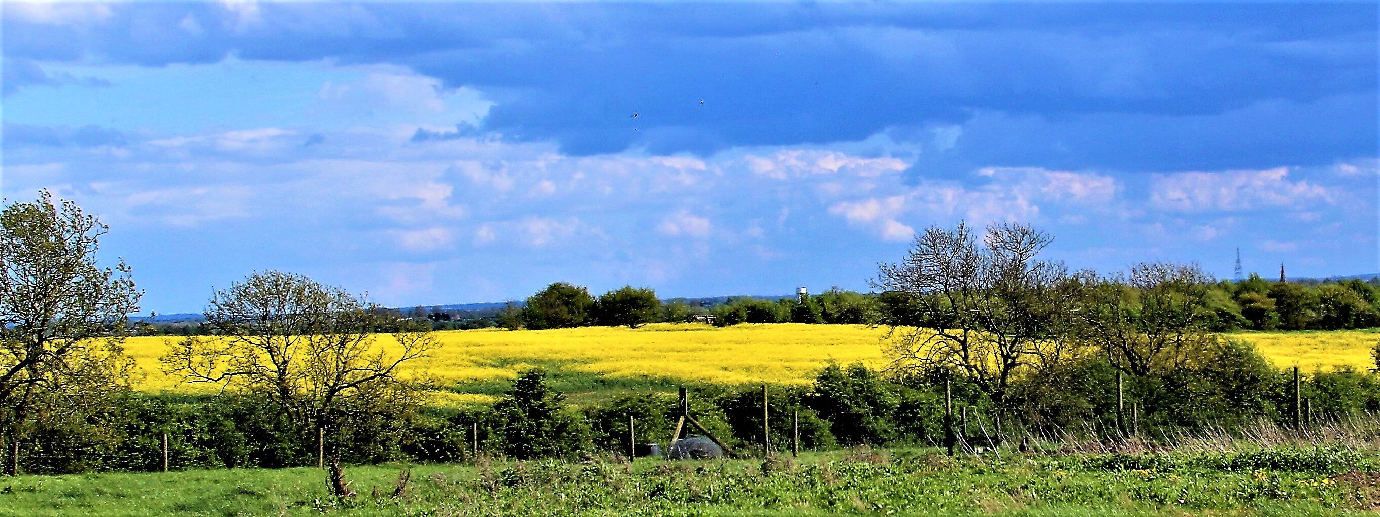 fields of gold.jpg