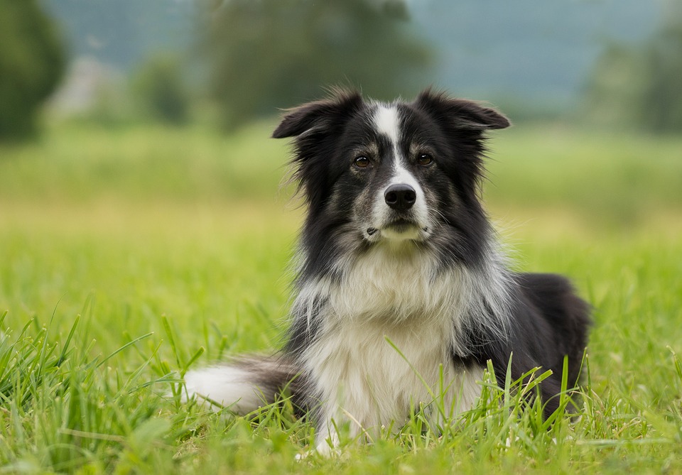 border-collie-2184706_960_720.jpg