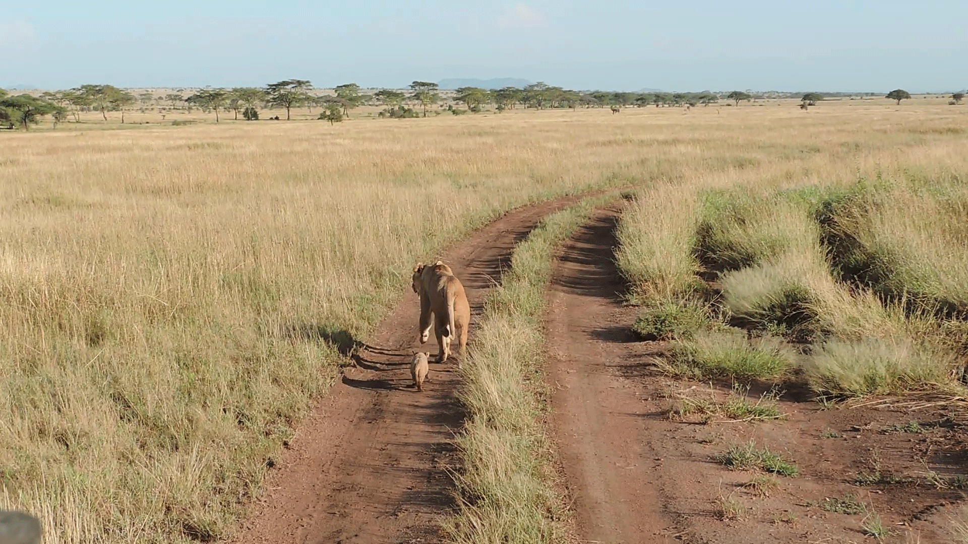 Tanzania national park lion.gif