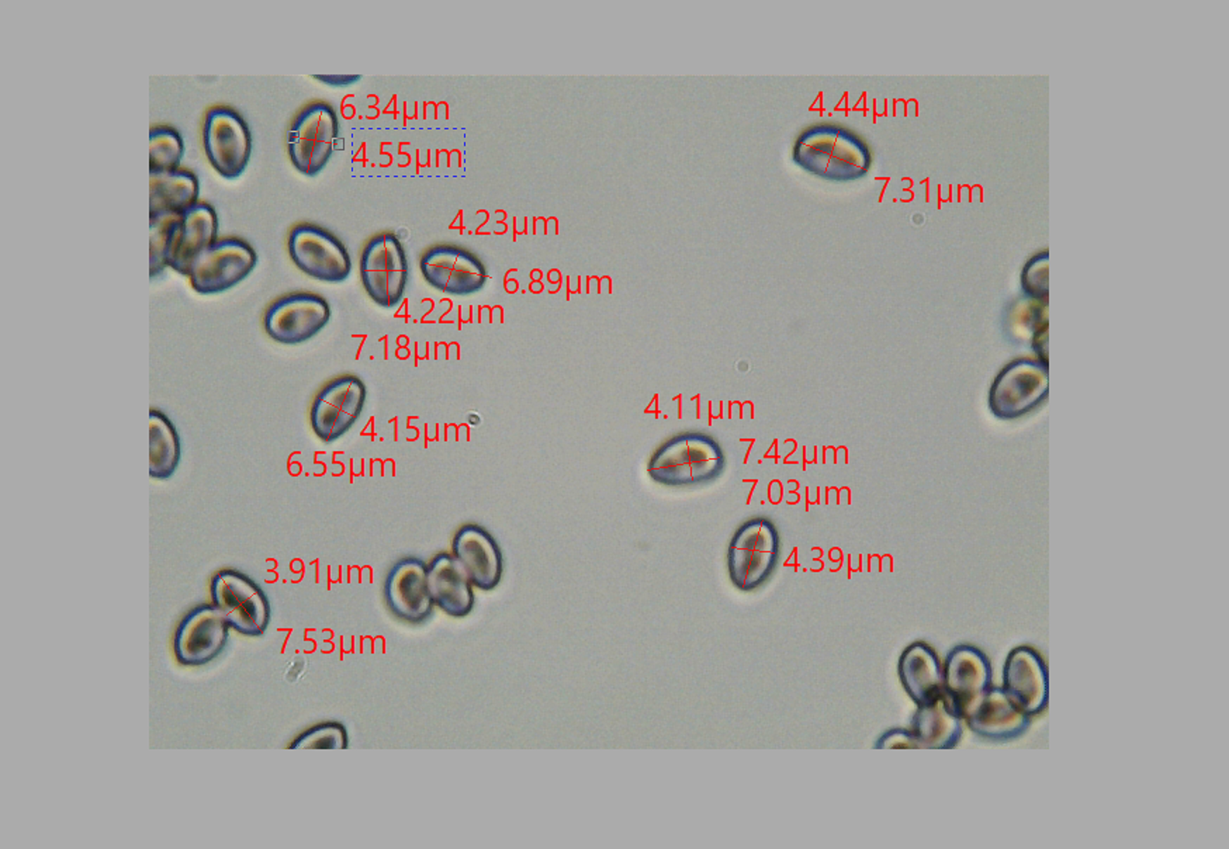 measured spores.png