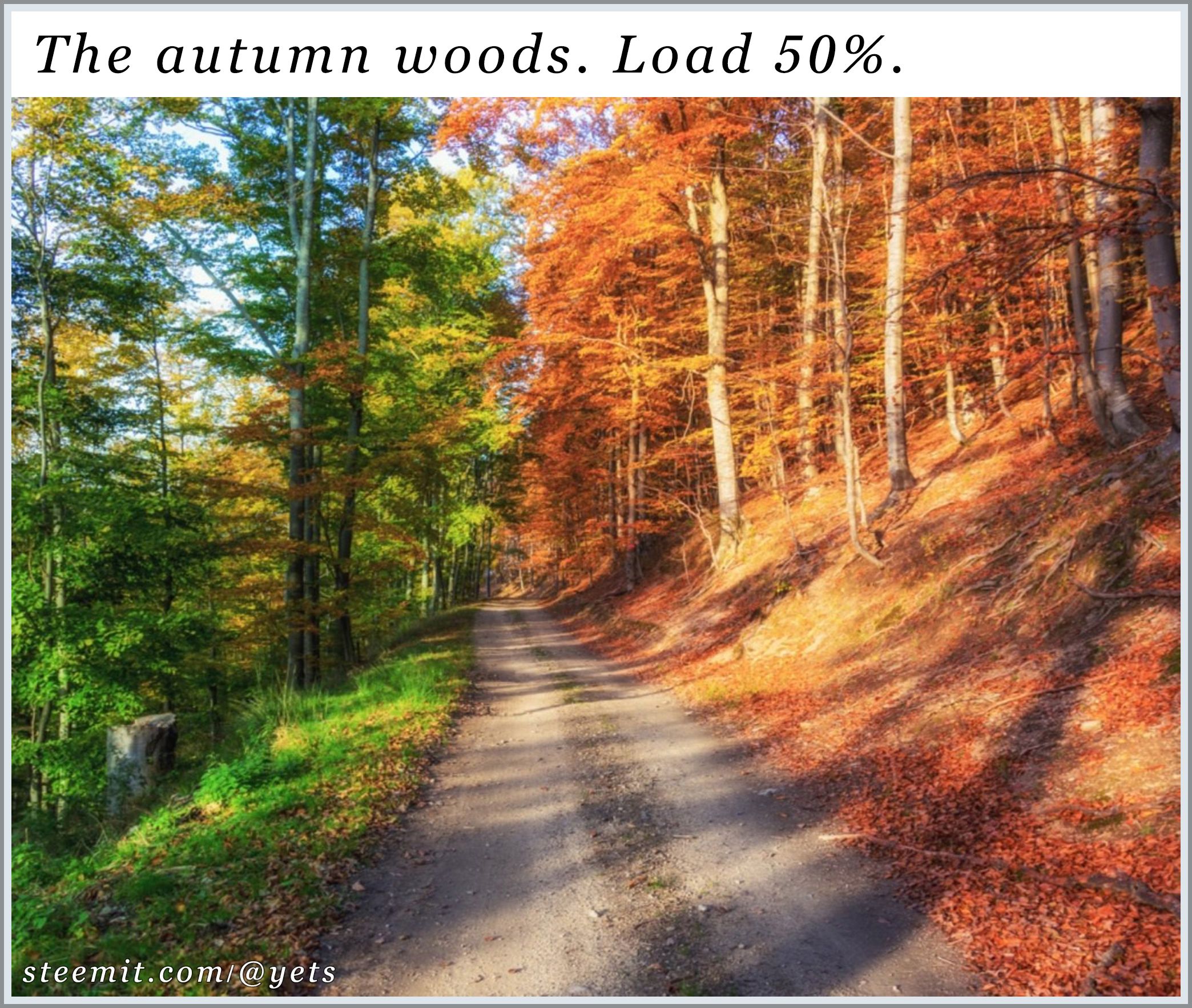 01_The autumn woods. Load 50%..jpg