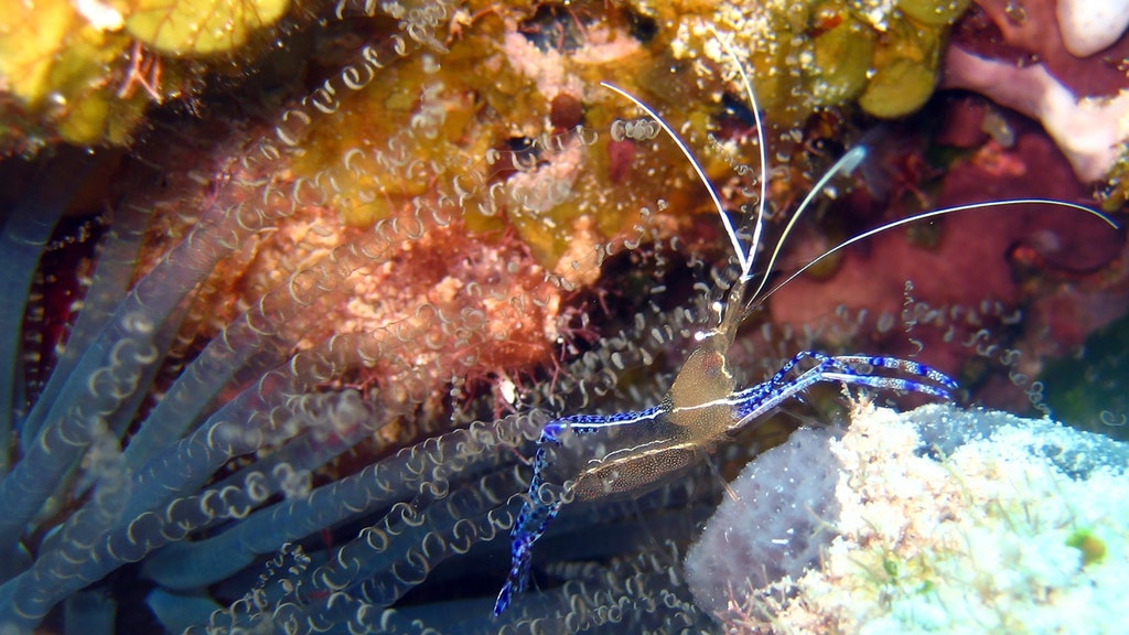 awesome Pic Pederson Cleaner Shrimp at Columbia Pinnacles, Cozumel, Mexico.jpg