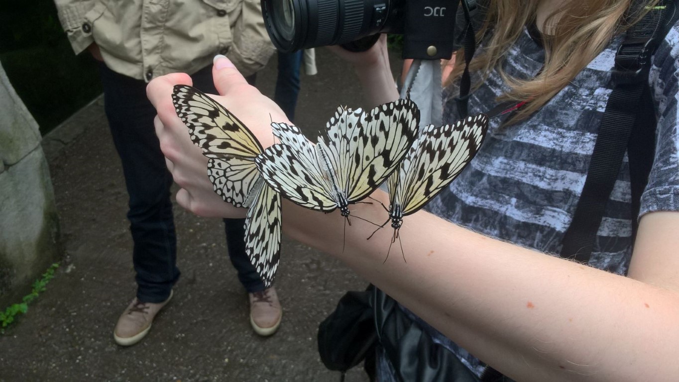 Butterflies