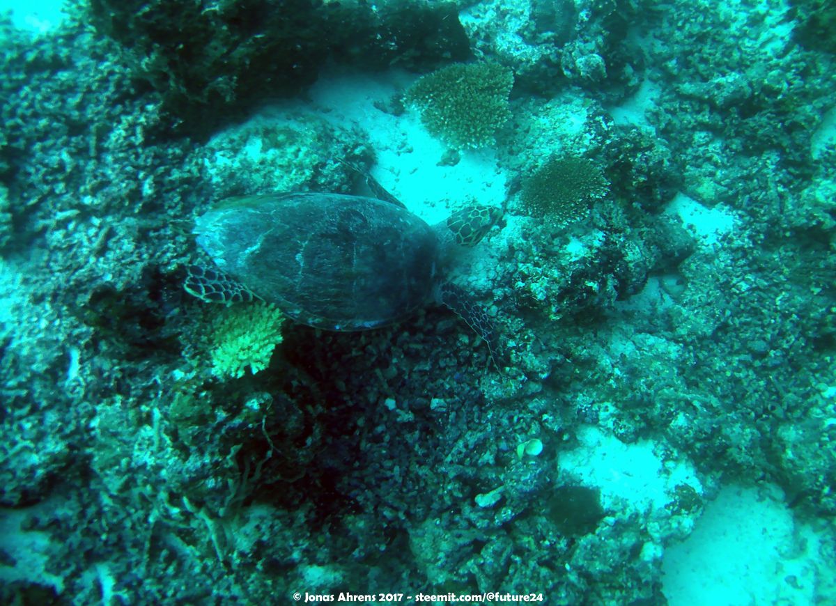chilling-turtle-30-meters-deep_maldives-2017-south-ari-atoll-vilamendhoo_01.jpg
