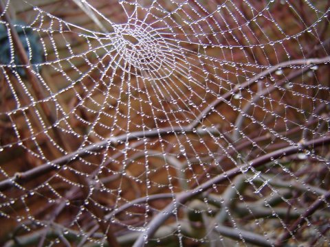 spider-web.jpg