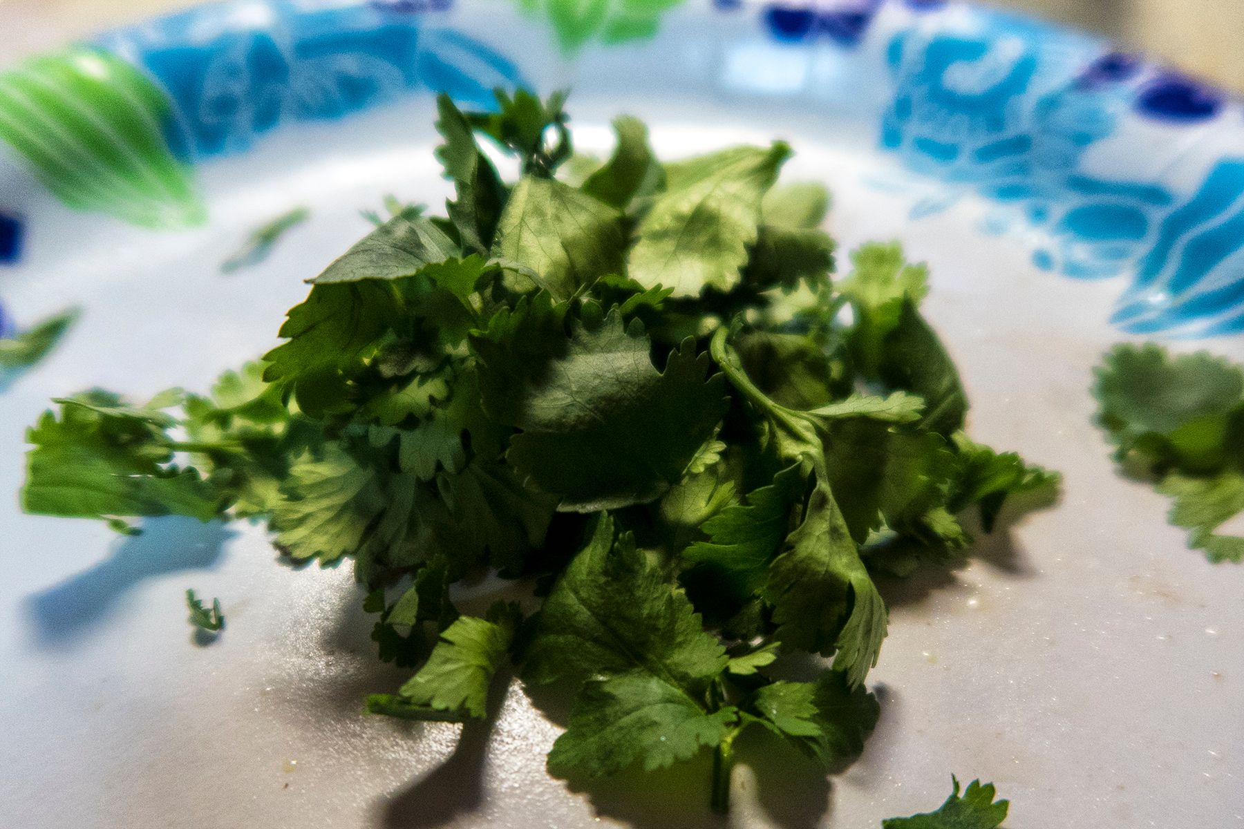 cilantro.jpg