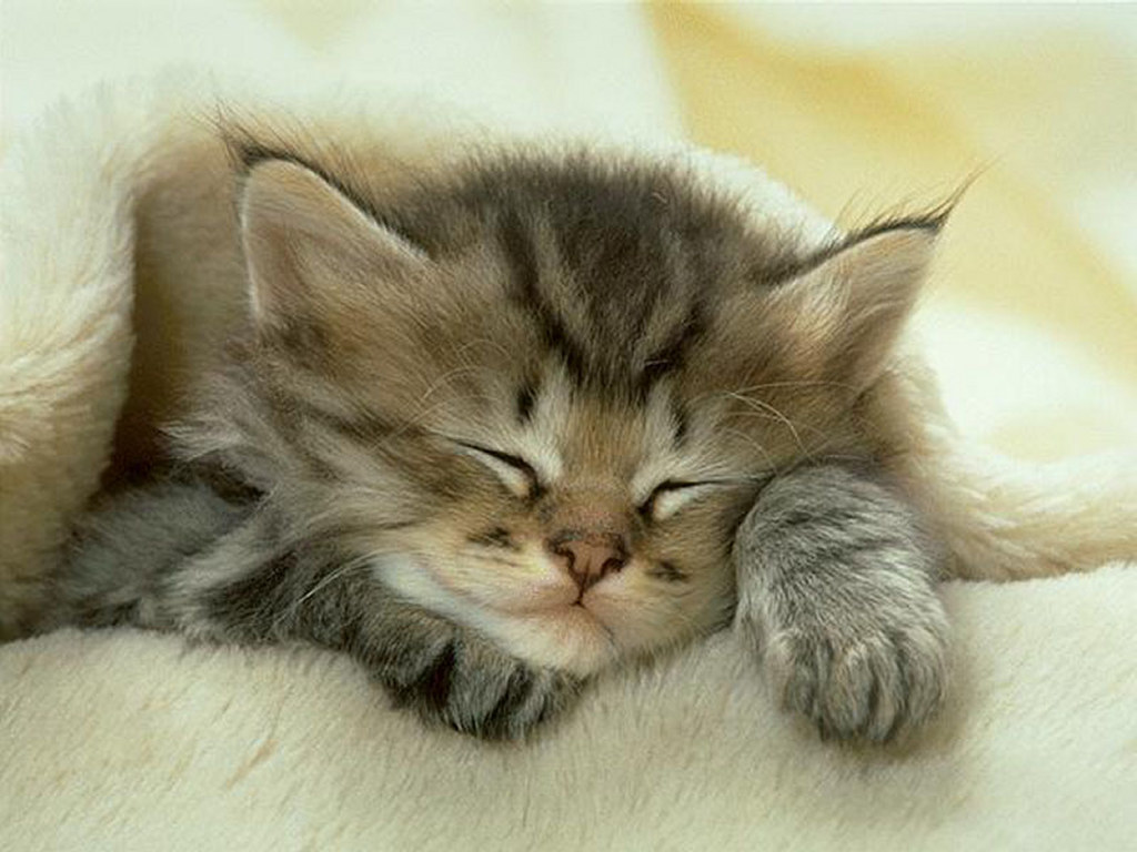 sleeping-cat.jpg