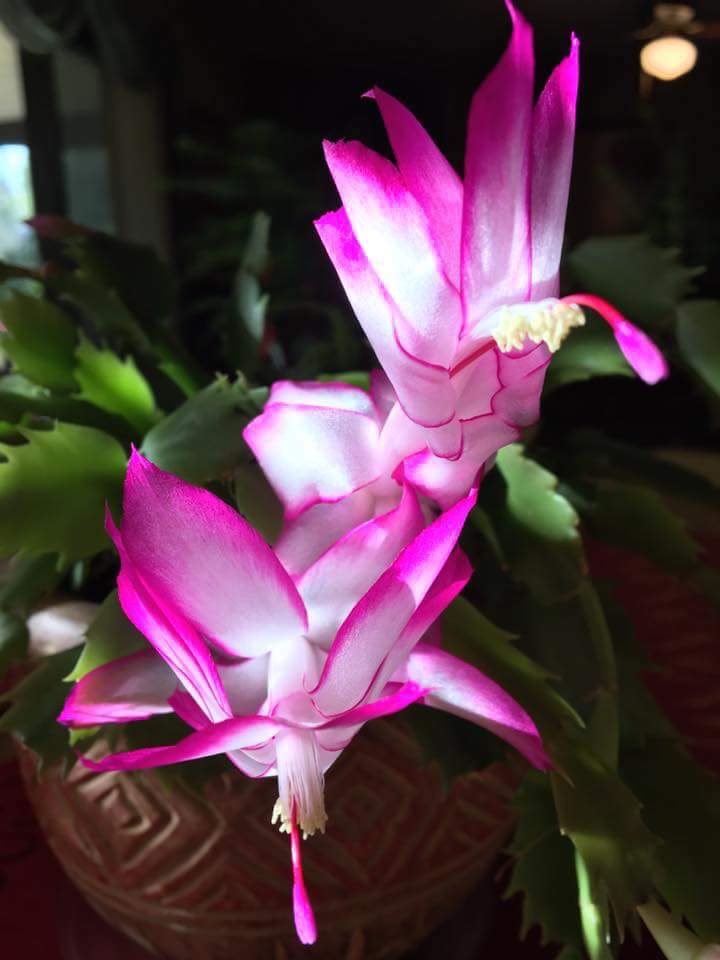 christmas cactus.jpg