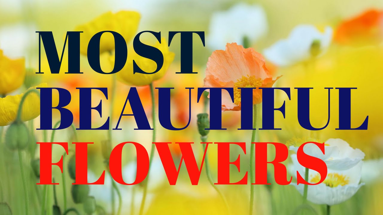 Best Beautiful Flowers By Kr Jaan Steemit