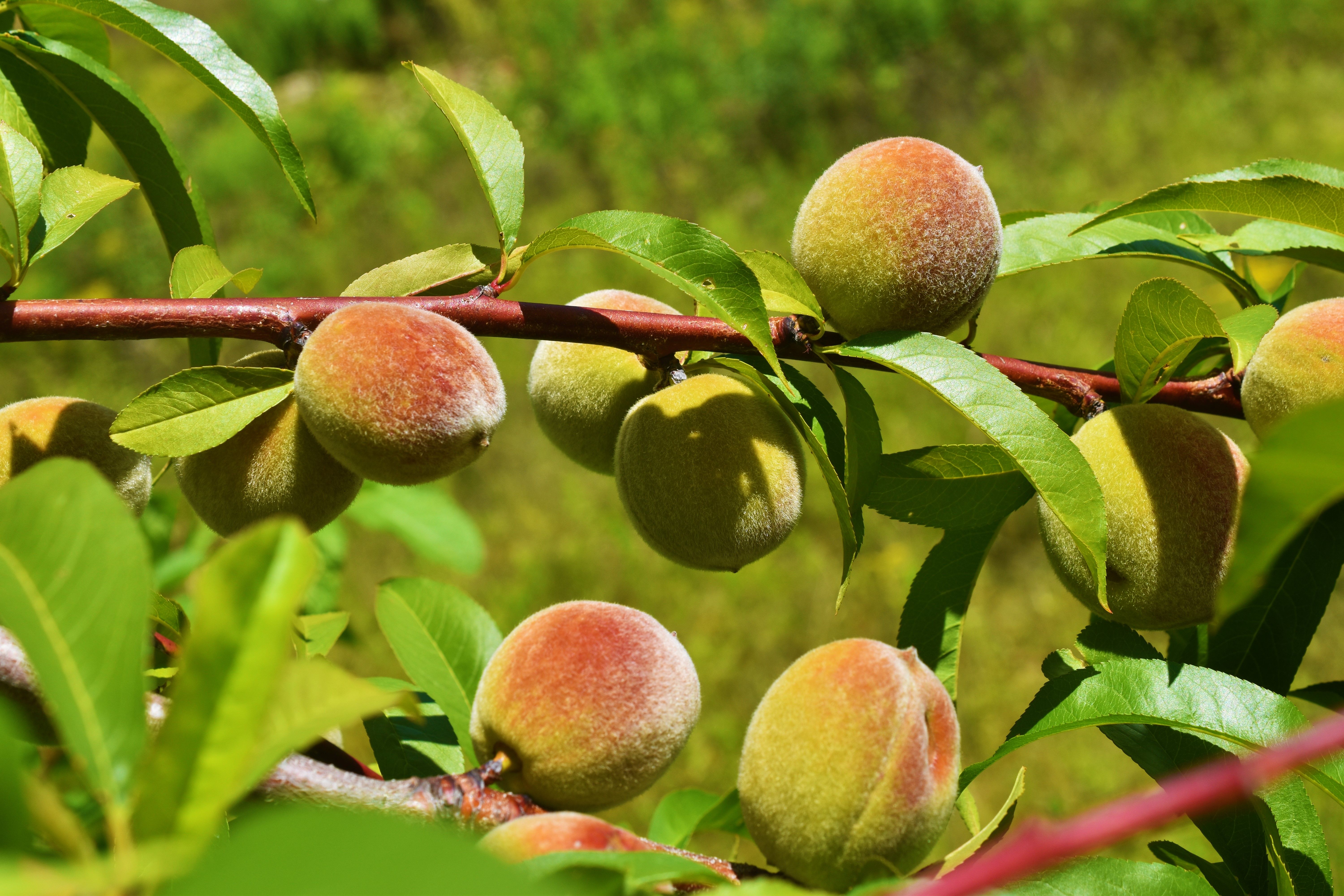 baby peaches.JPG