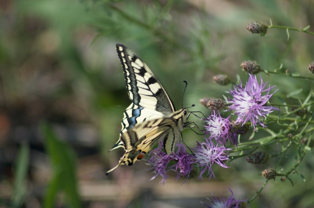 The Wonderful World Of Butterflies #7die Wunderbare Welt Der 