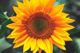 Girasol.jpg