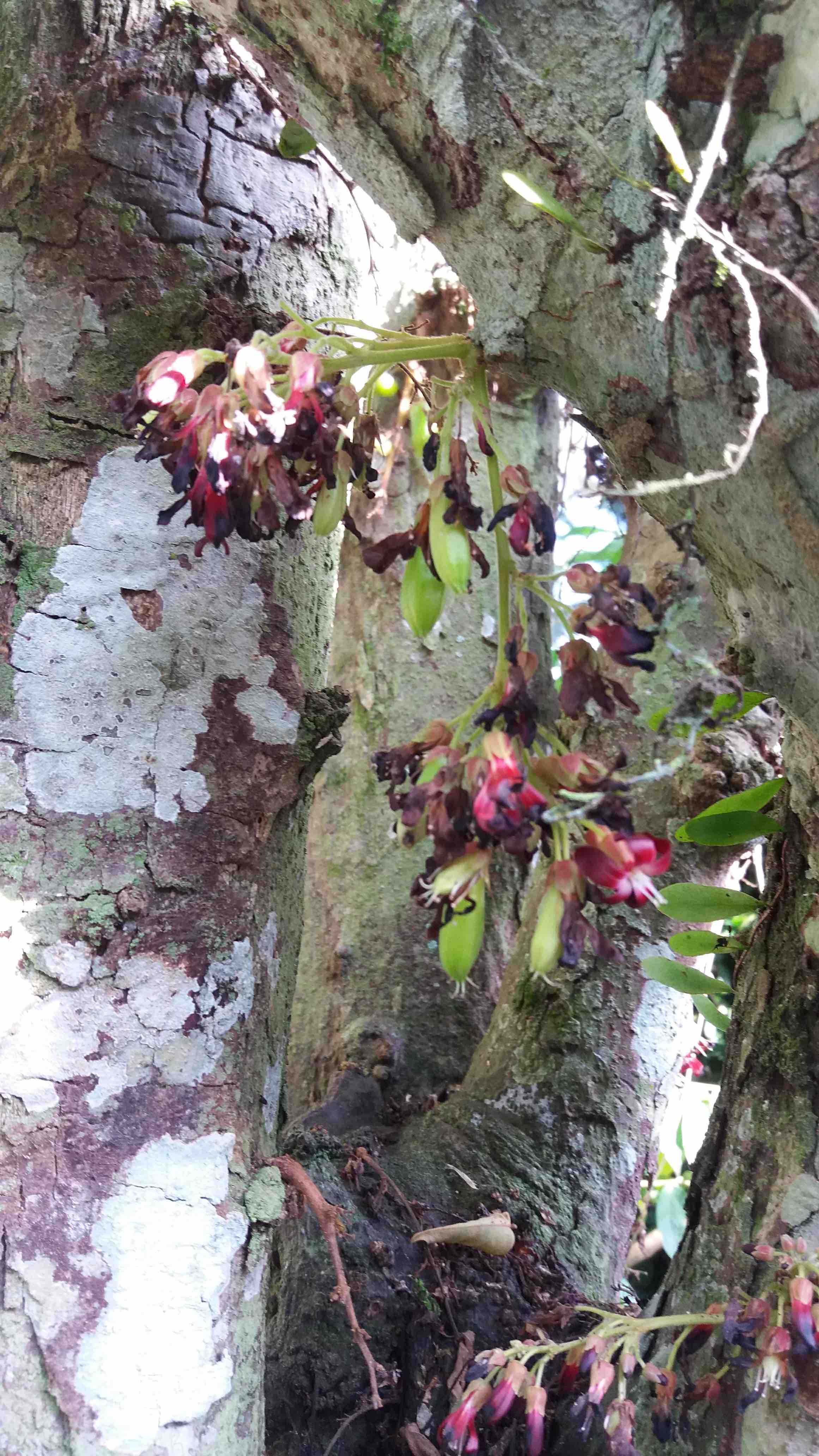 bilimbi flowers.jpg